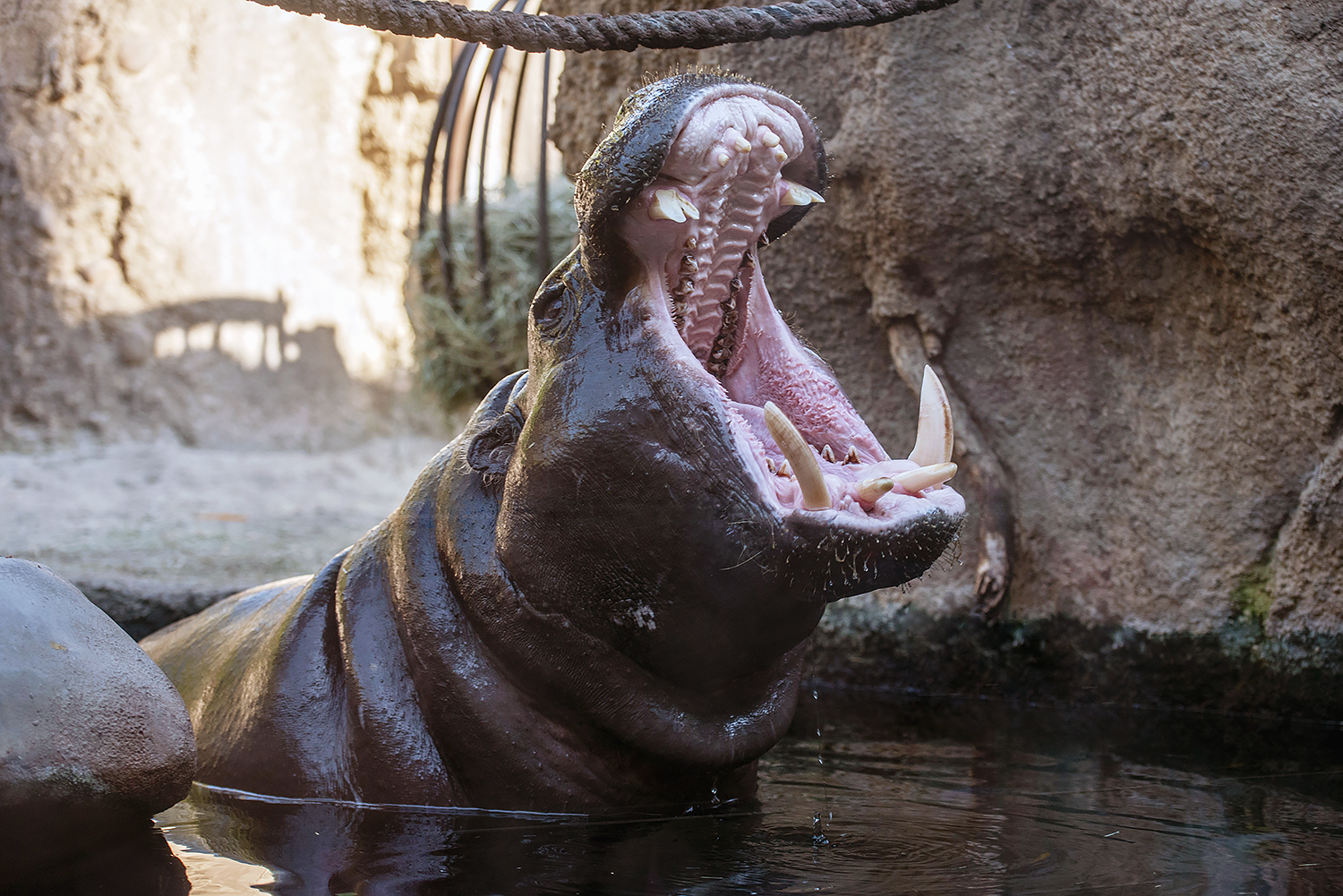 Pygmy hippopotamus (Choeropsis liberiensis)
