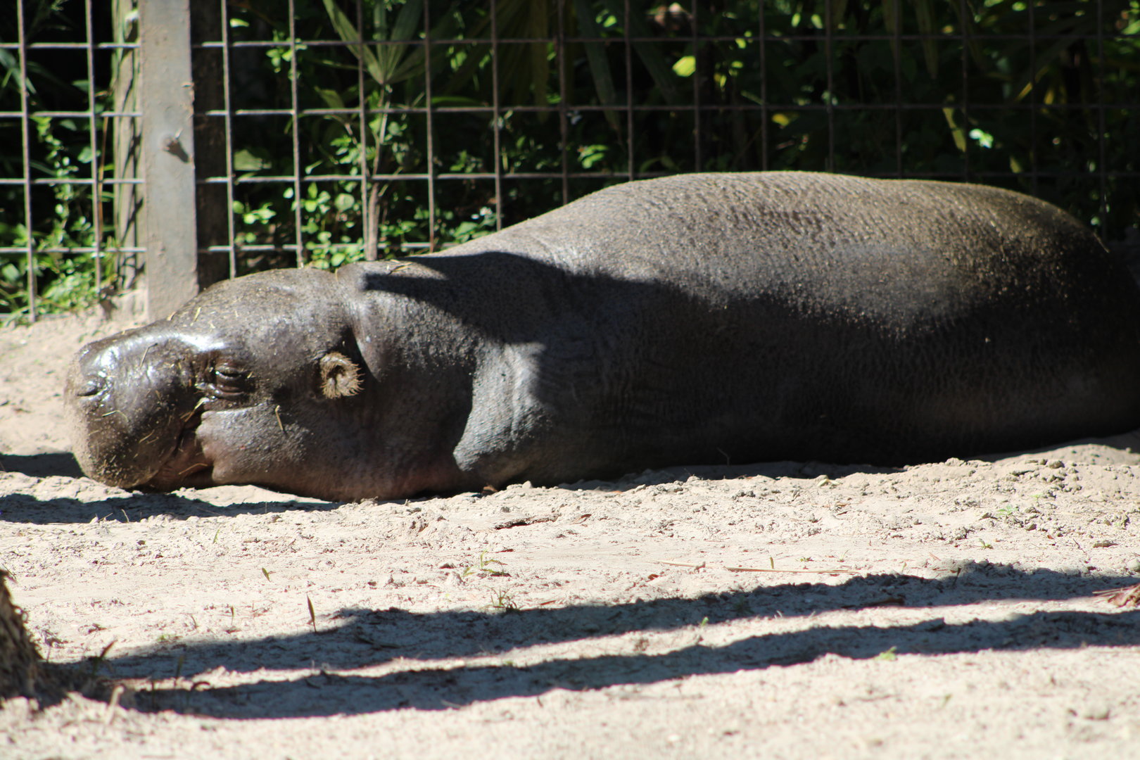 Pygmy Hippopotamus (Choeropsis liberiensis)