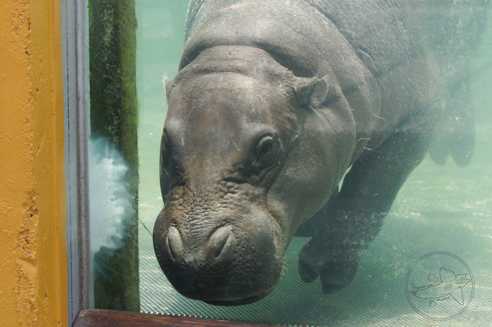 Pygmy Hippopotamus (Choeropsis liberiensis)