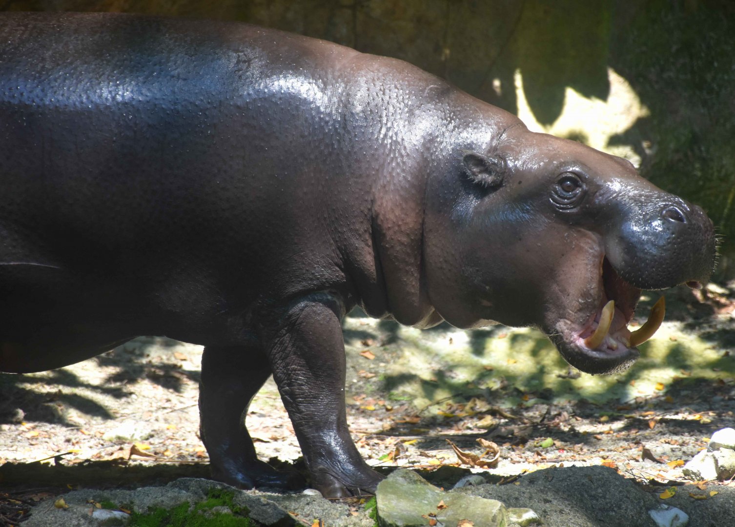 Pygmy Hippopotamus (Choeropsis liberiensis)
