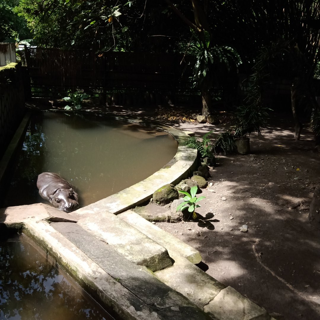 Pygmy hippopotamus (Choeropsis liberiensis)
