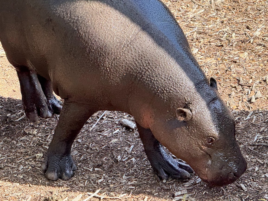 Pygmy Hippopotamus (Choeropsis liberiensis)