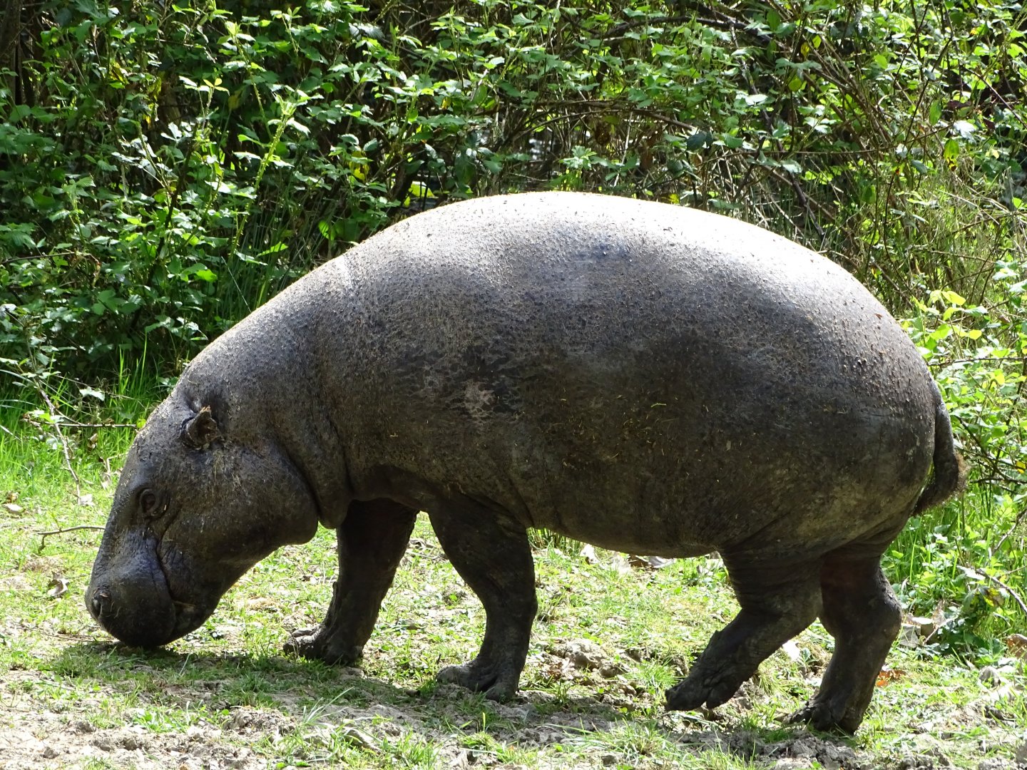 Pygmy hippopotamus (Choeropsis liberiensis)