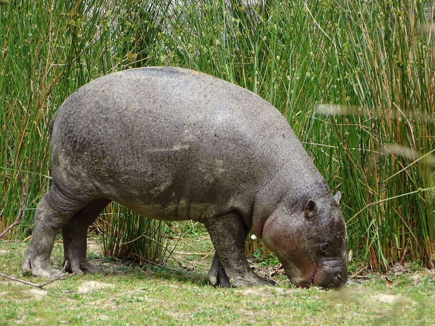 Pygmy hippopotamus (Choeropsis liberiensis)