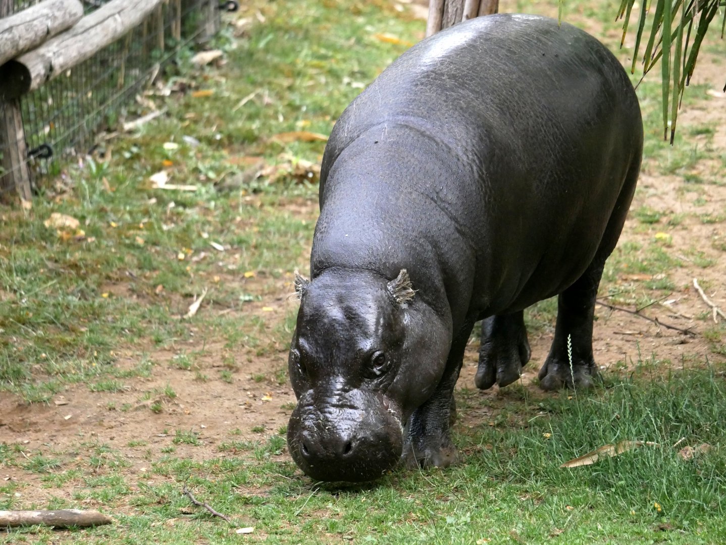 Pygmy hippopotamus (Choeropsis liberiensis)