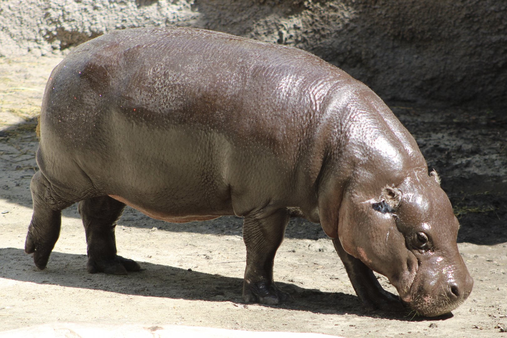 Pygmy Hippopotamus (Choeropsis liberiensis)