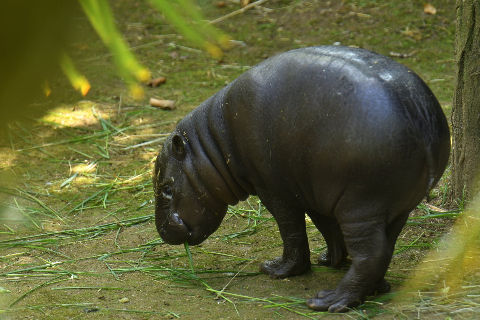 Pygmy hippopotamus (Choroepsis liberiensis)