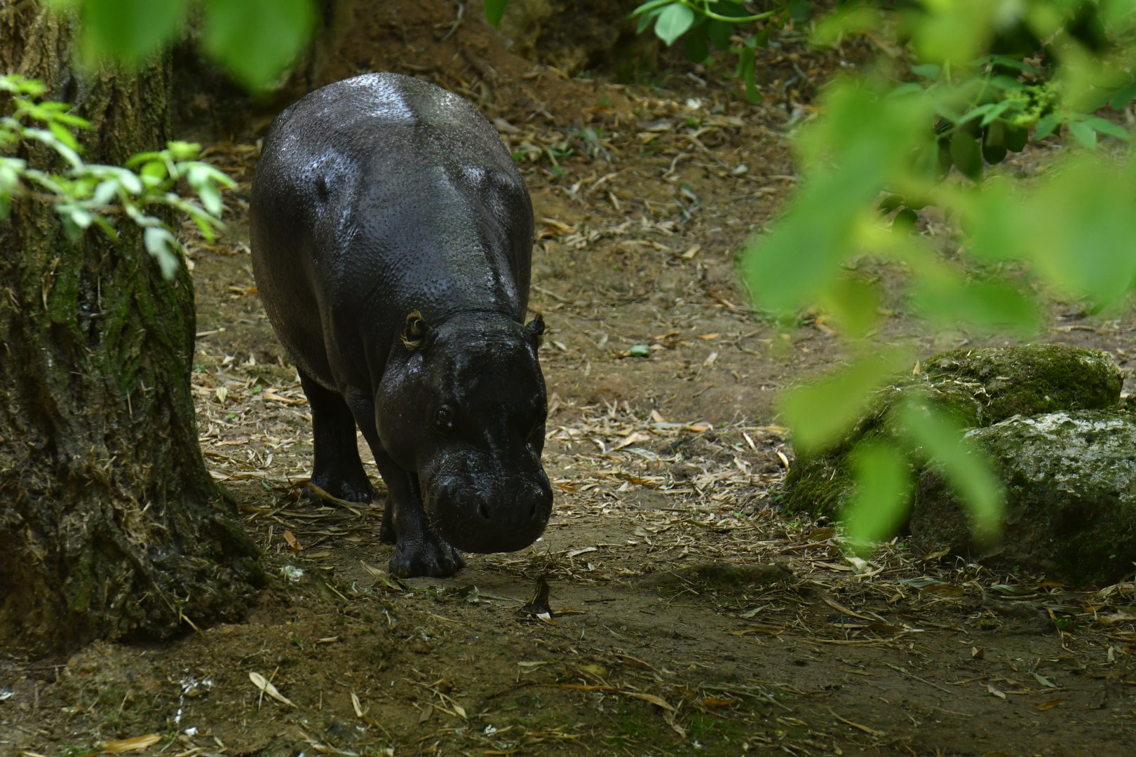 Pygmy hippopotamus (Choroepsis liberiensis)