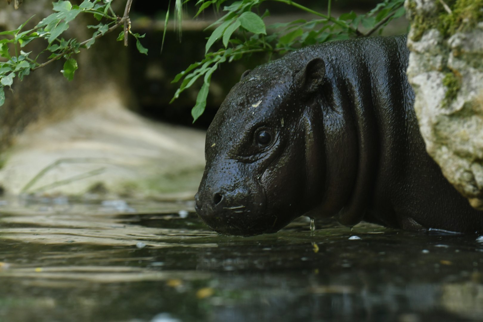 Pygmy hippopotamus (Choroepsis liberiensis)