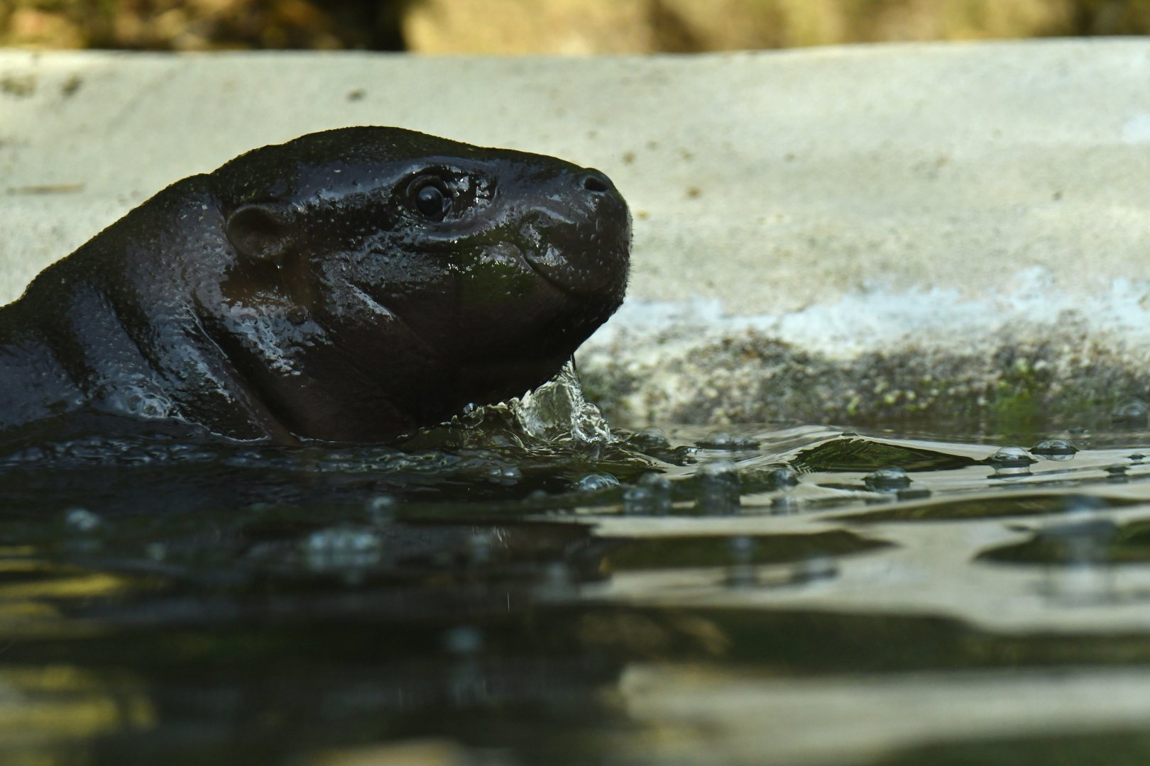 Pygmy hippopotamus (Choroepsis liberiensis)