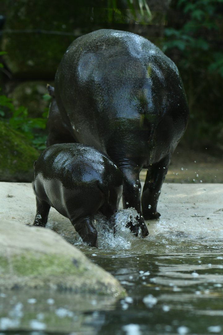 Pygmy hippopotamus (Choroepsis liberiensis)