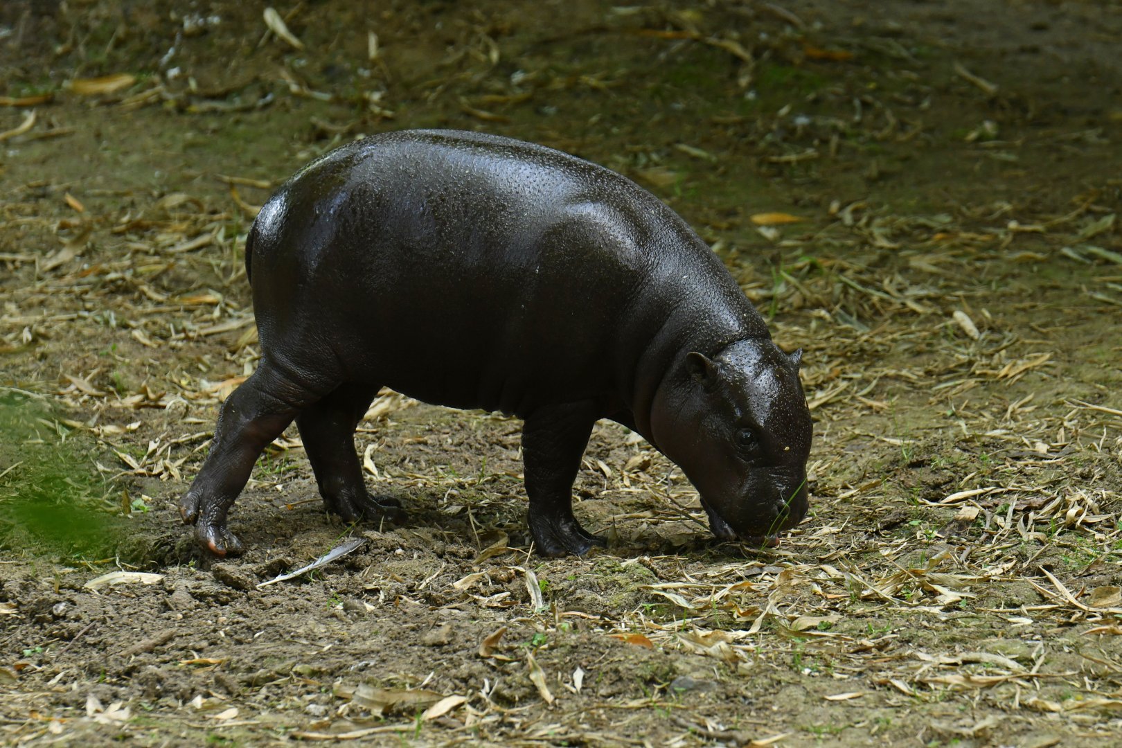 Pygmy hippopotamus (Choroepsis liberiensis)