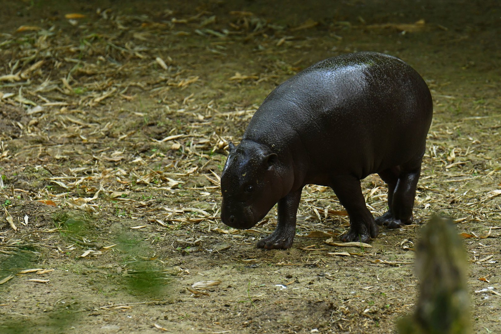 Pygmy hippopotamus (Choroepsis liberiensis)