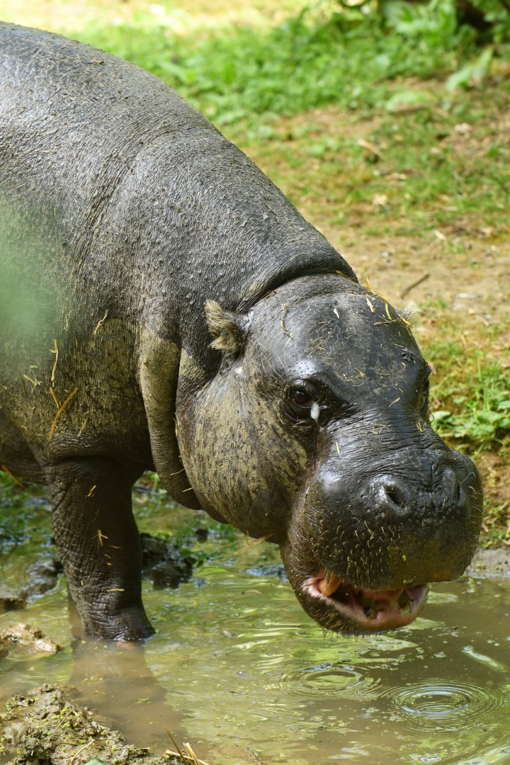 Pygmy hippopotamus (Choroepsis liberiensis)