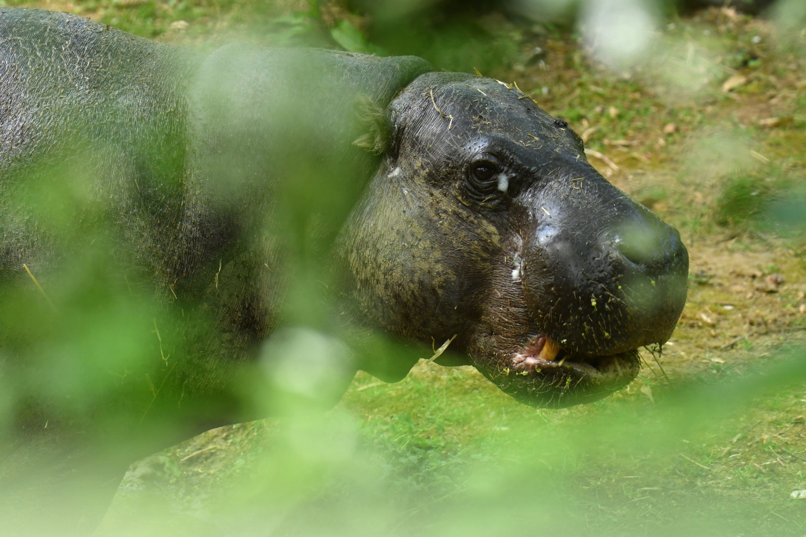 Pygmy hippopotamus (Choroepsis liberiensis)
