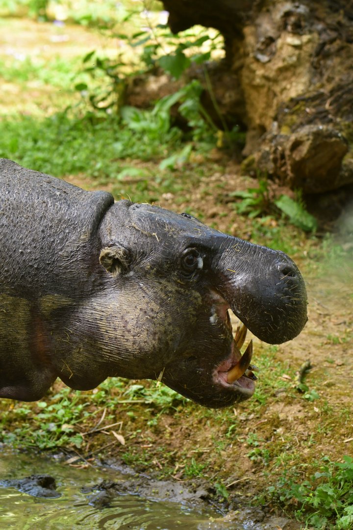 Pygmy hippopotamus (Choroepsis liberiensis)