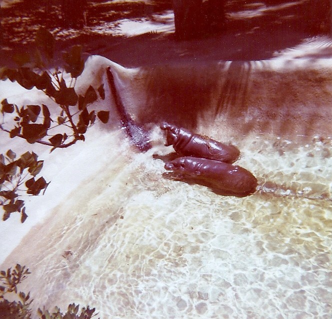 Pygmy Hippopotamus - Circa 1977/78