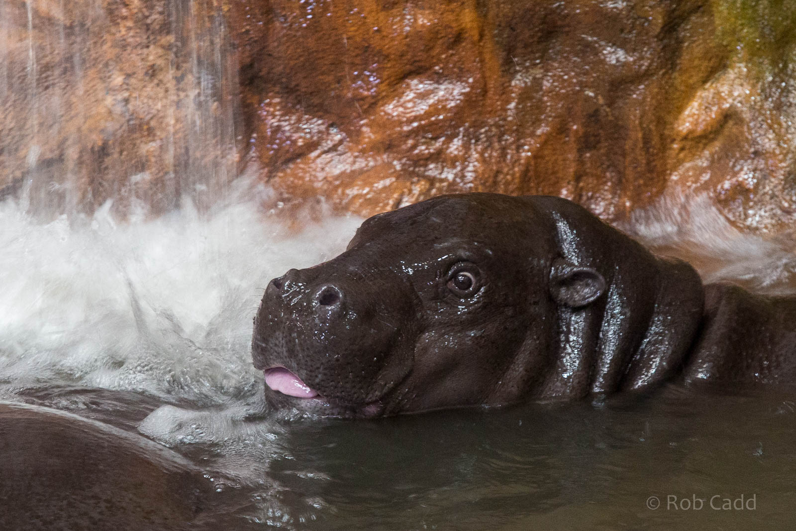 Pygmy hippopotamus : Colchester : 18 Oct 2014