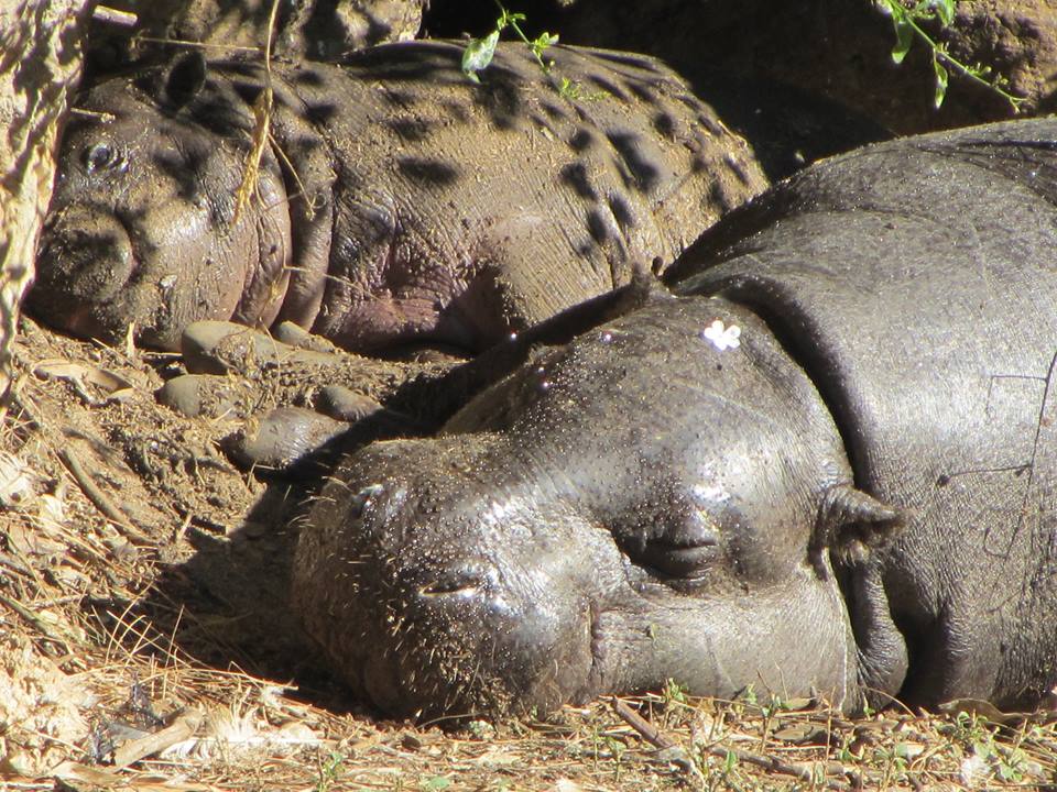 Pygmy Hippopotamus Cow and Calf