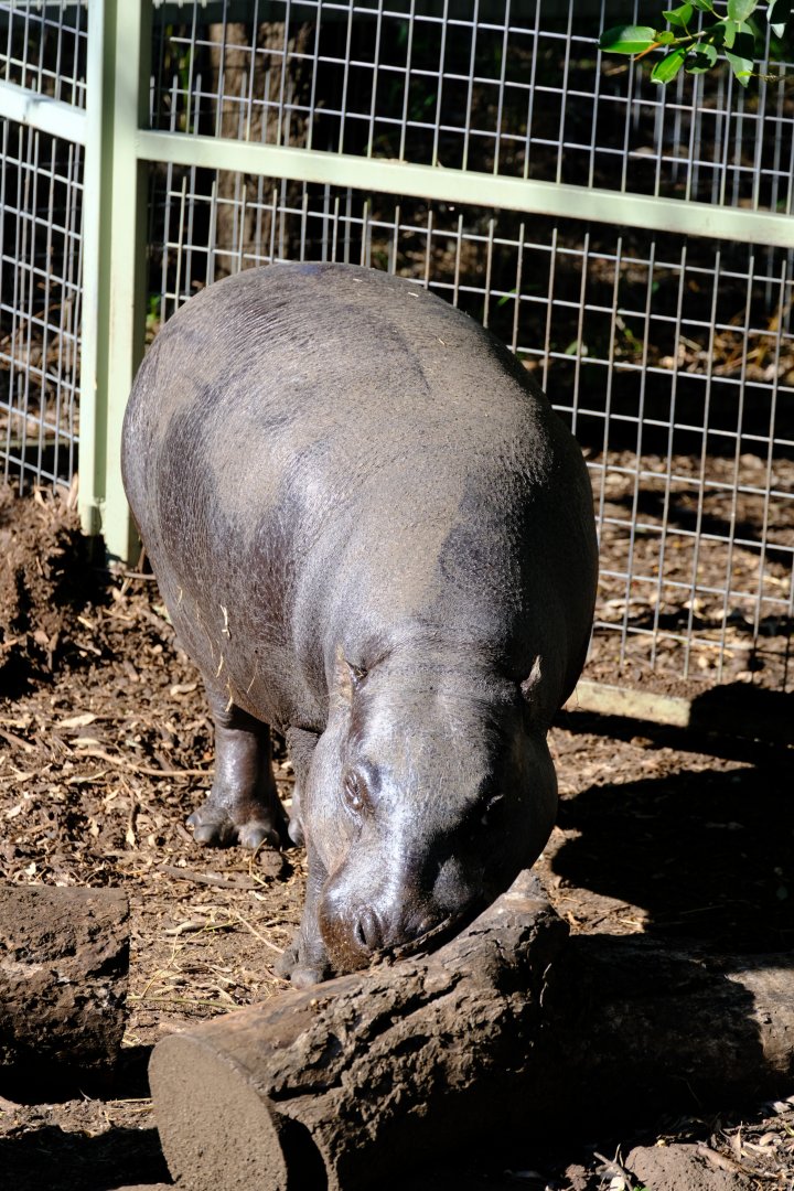 Pygmy Hippopotamus - Darling Downs Zoo