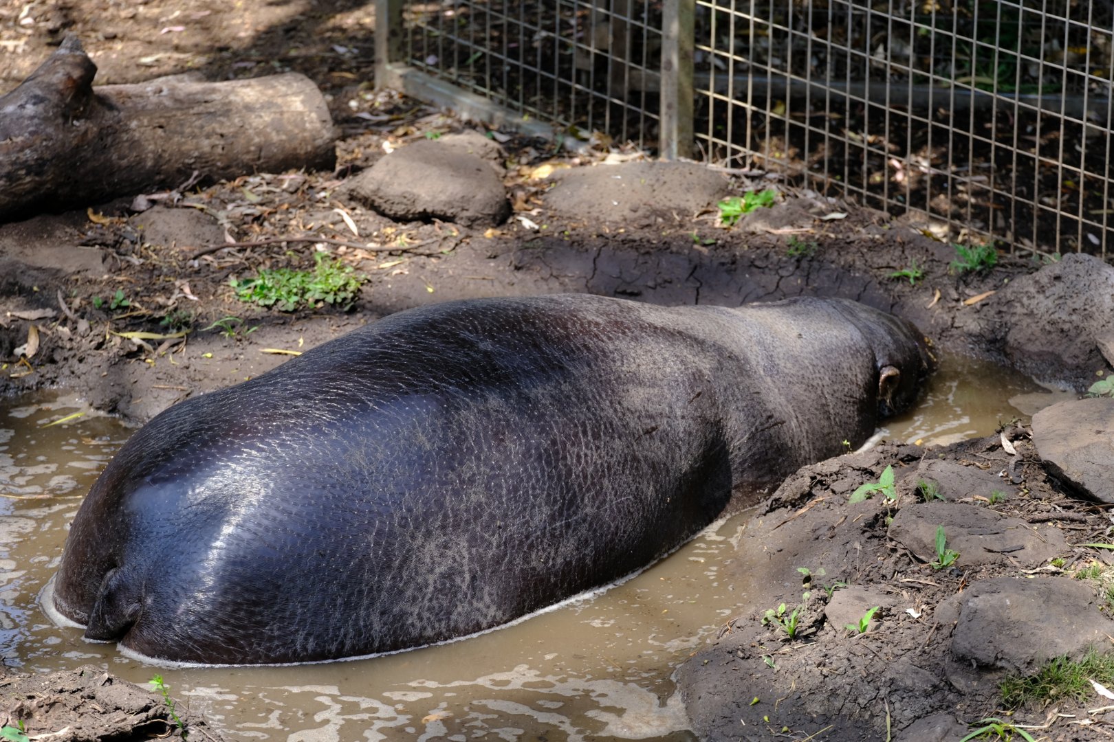 Pygmy Hippopotamus - Darling Downs Zoo