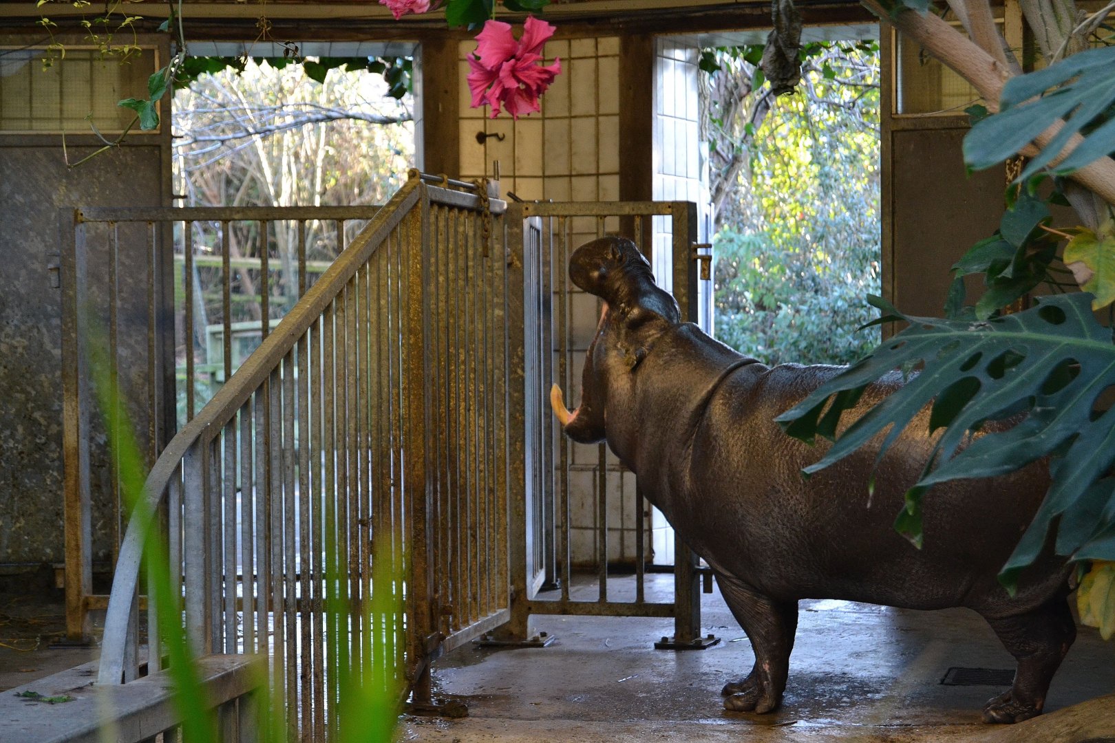 Pygmy Hippopotamus - December 2014