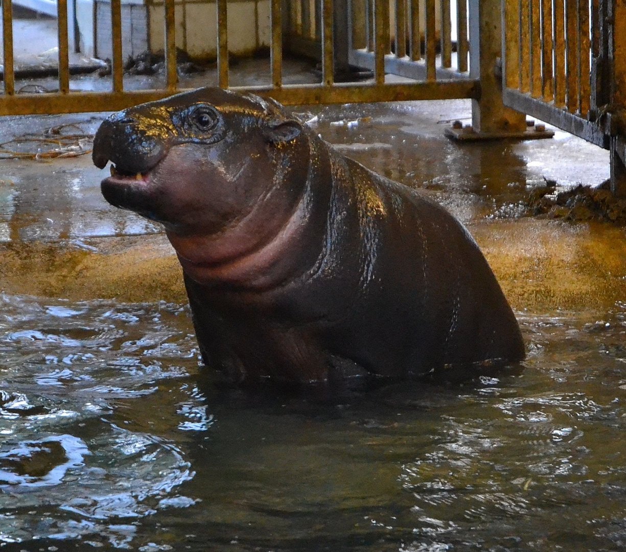 Pygmy Hippopotamus - December 2014