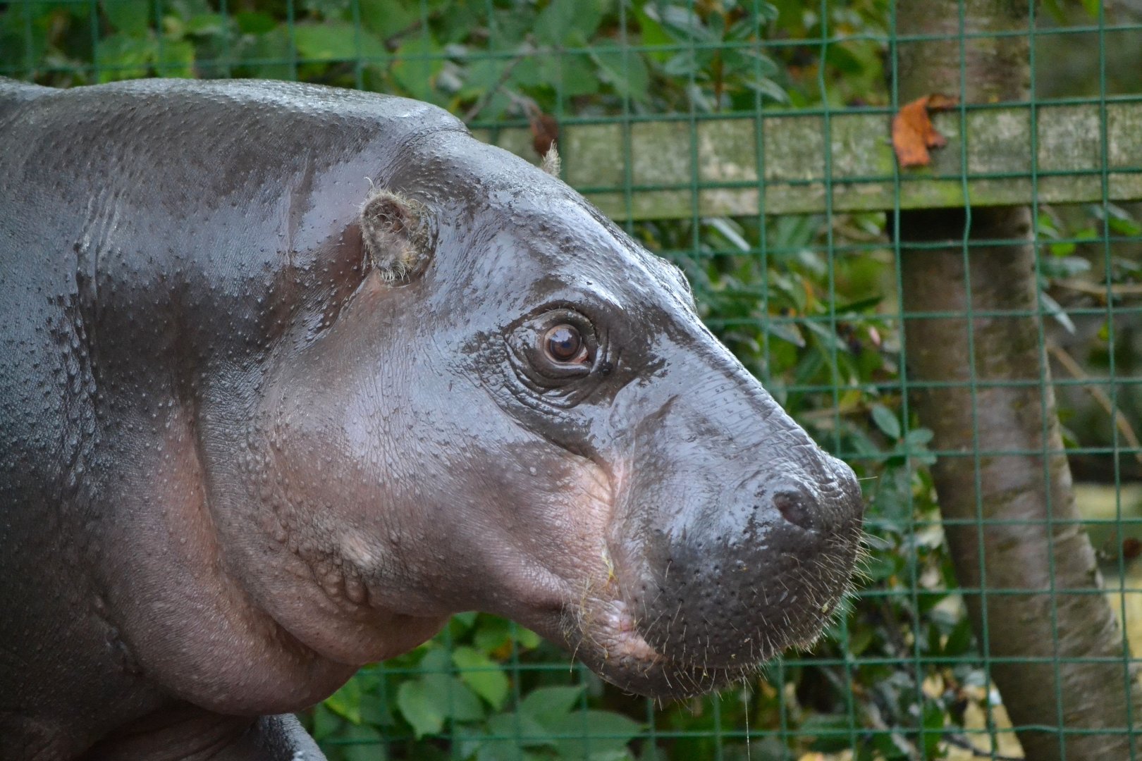 Pygmy Hippopotamus - December 2015