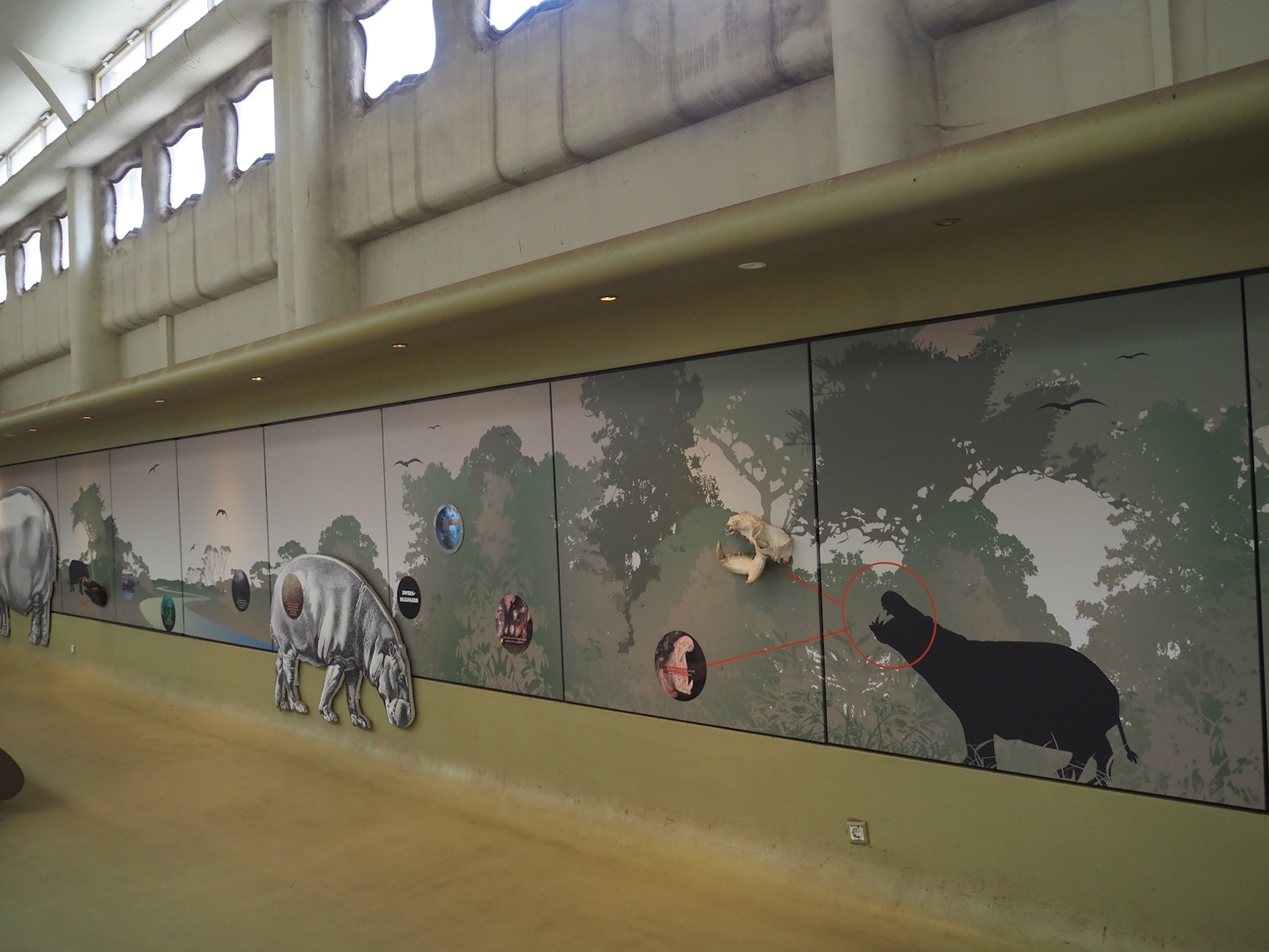 Pygmy hippopotamus education wall, 2024-06-30