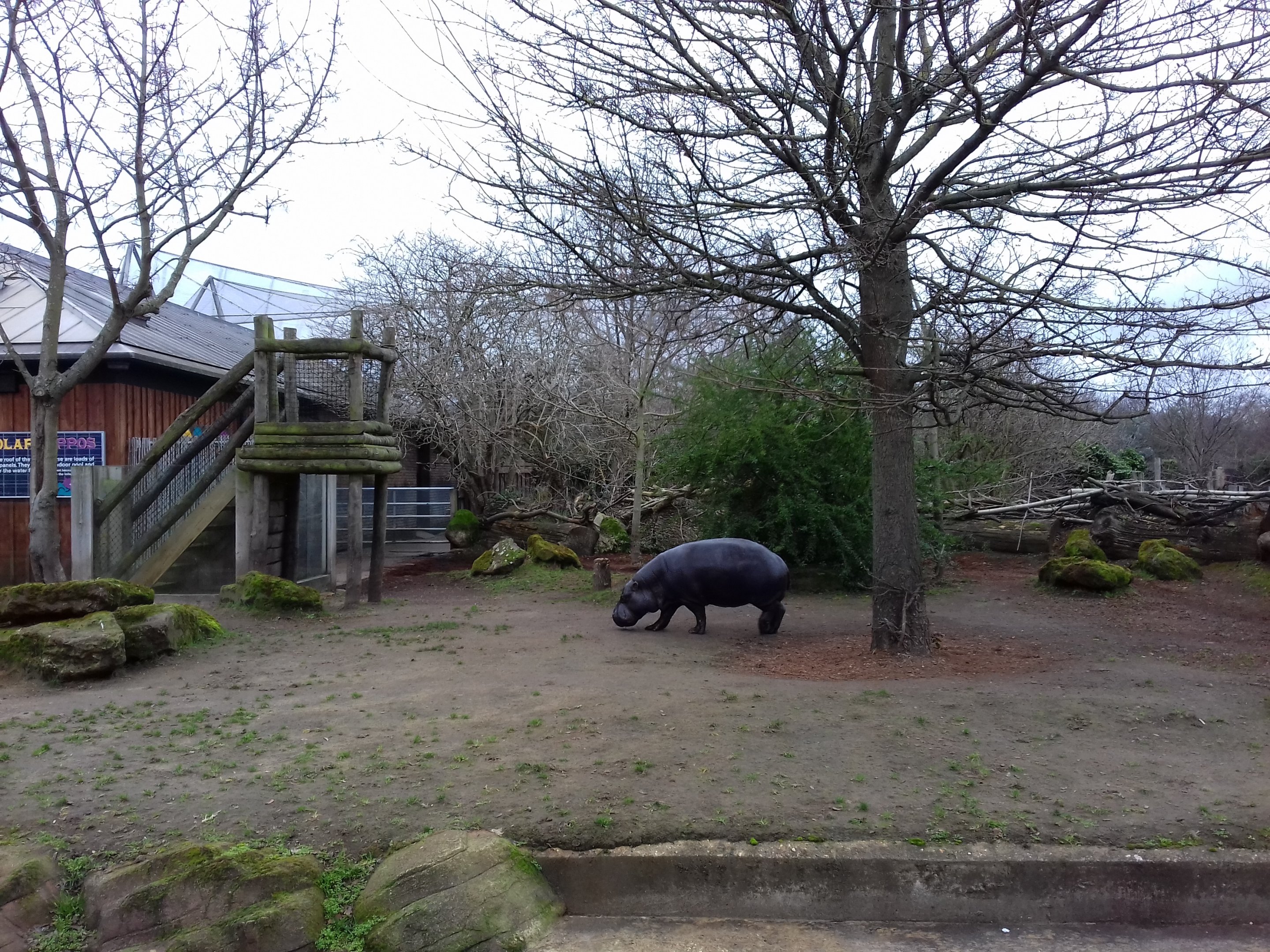 Pygmy Hippopotamus enclosure 12/01/2019