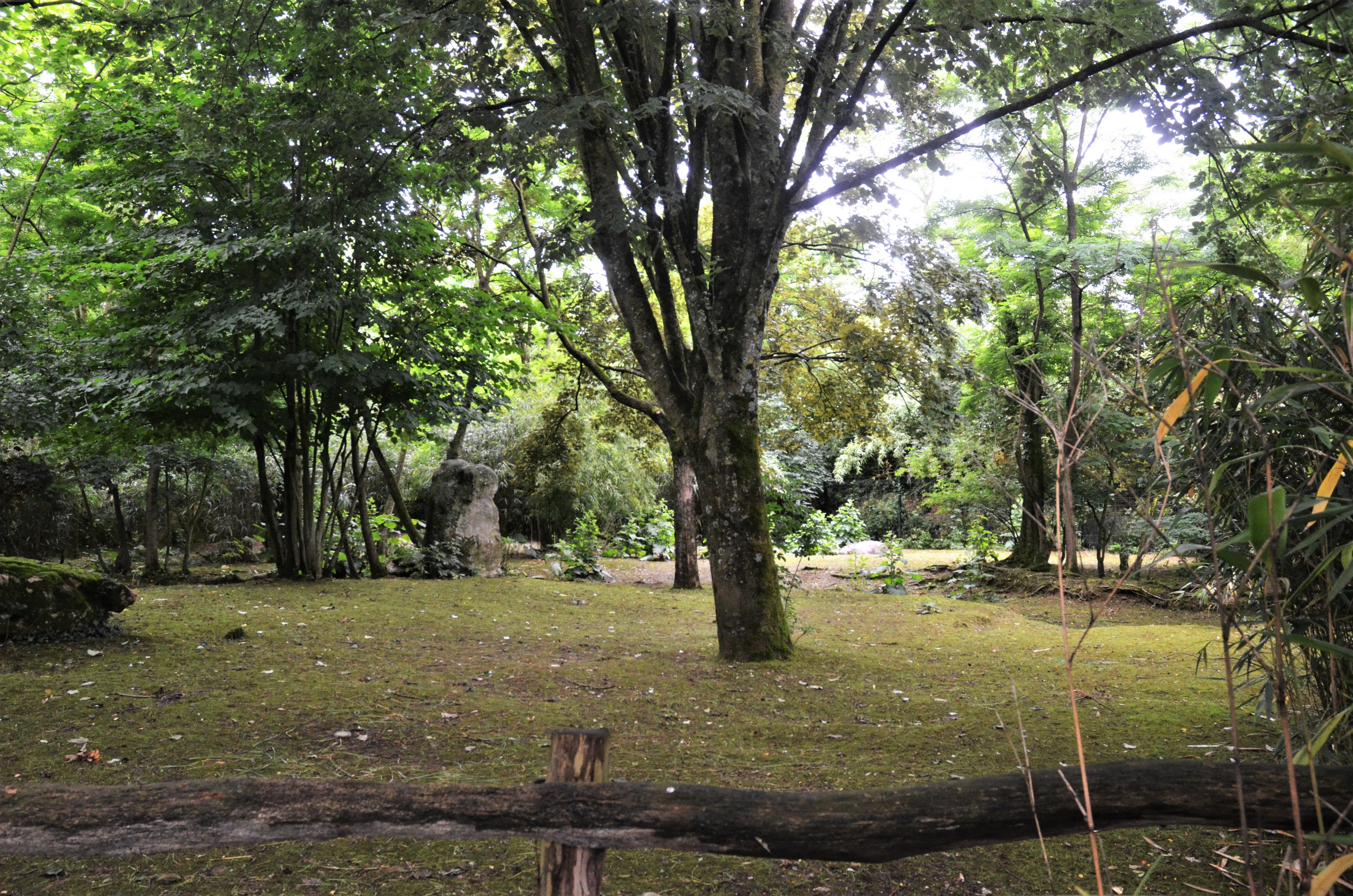 Pygmy Hippopotamus Enclosure at Doué-la-Fontaine, 15/06/18