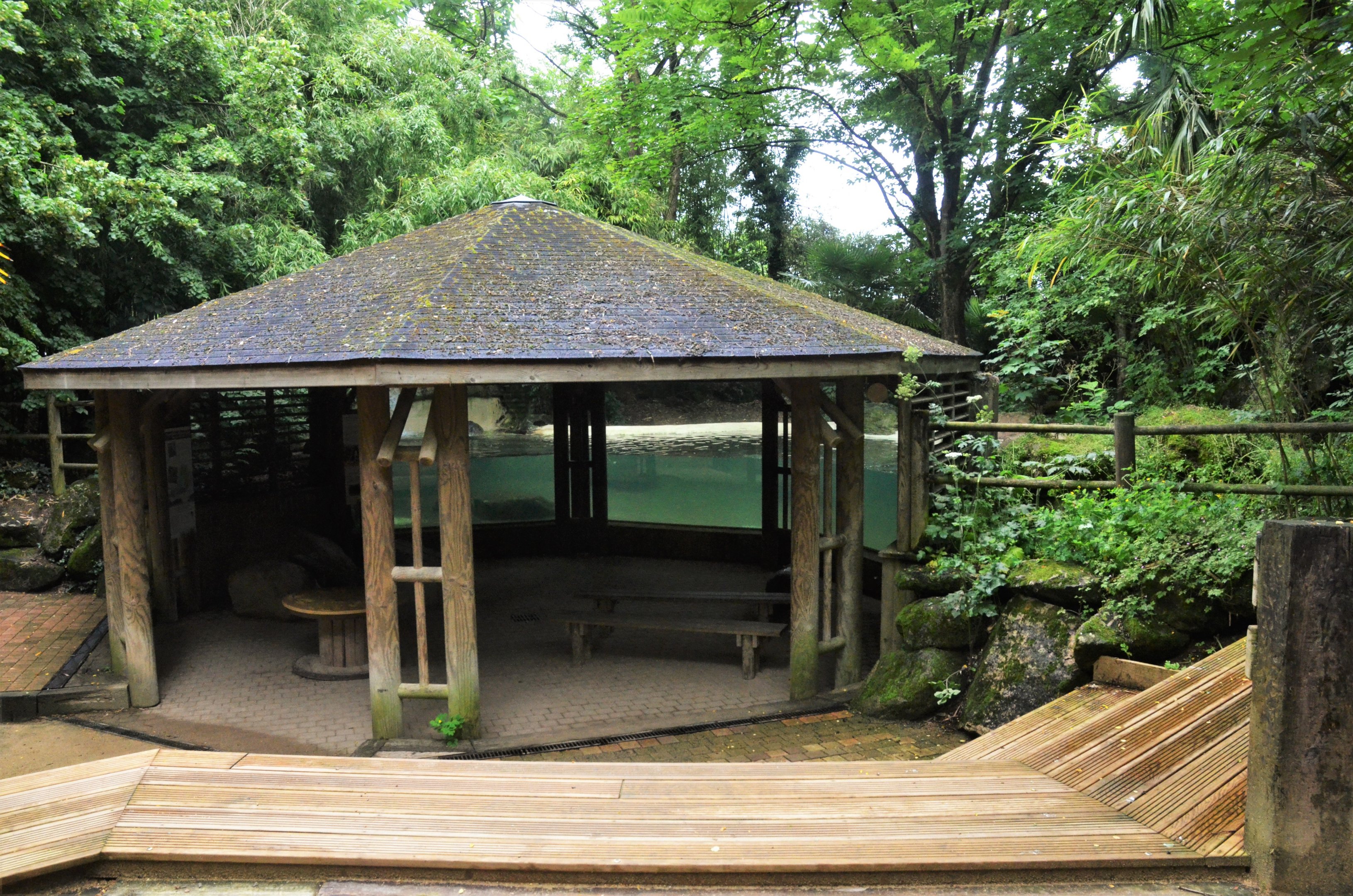 Pygmy Hippopotamus Enclosure at Doué-la-Fontaine, 15/06/18