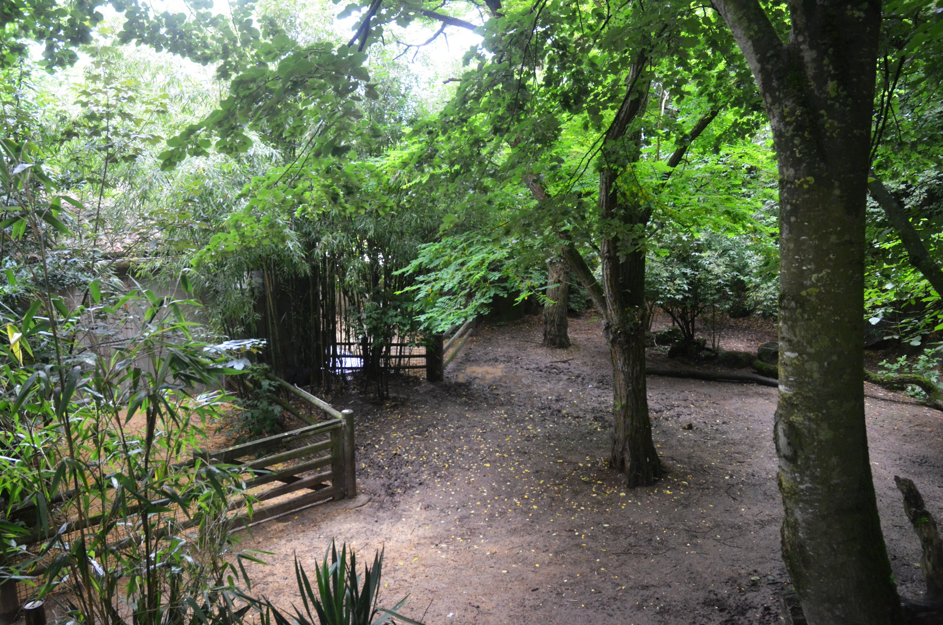 Pygmy Hippopotamus Enclosure at Doué-la-Fontaine, 15/06/18