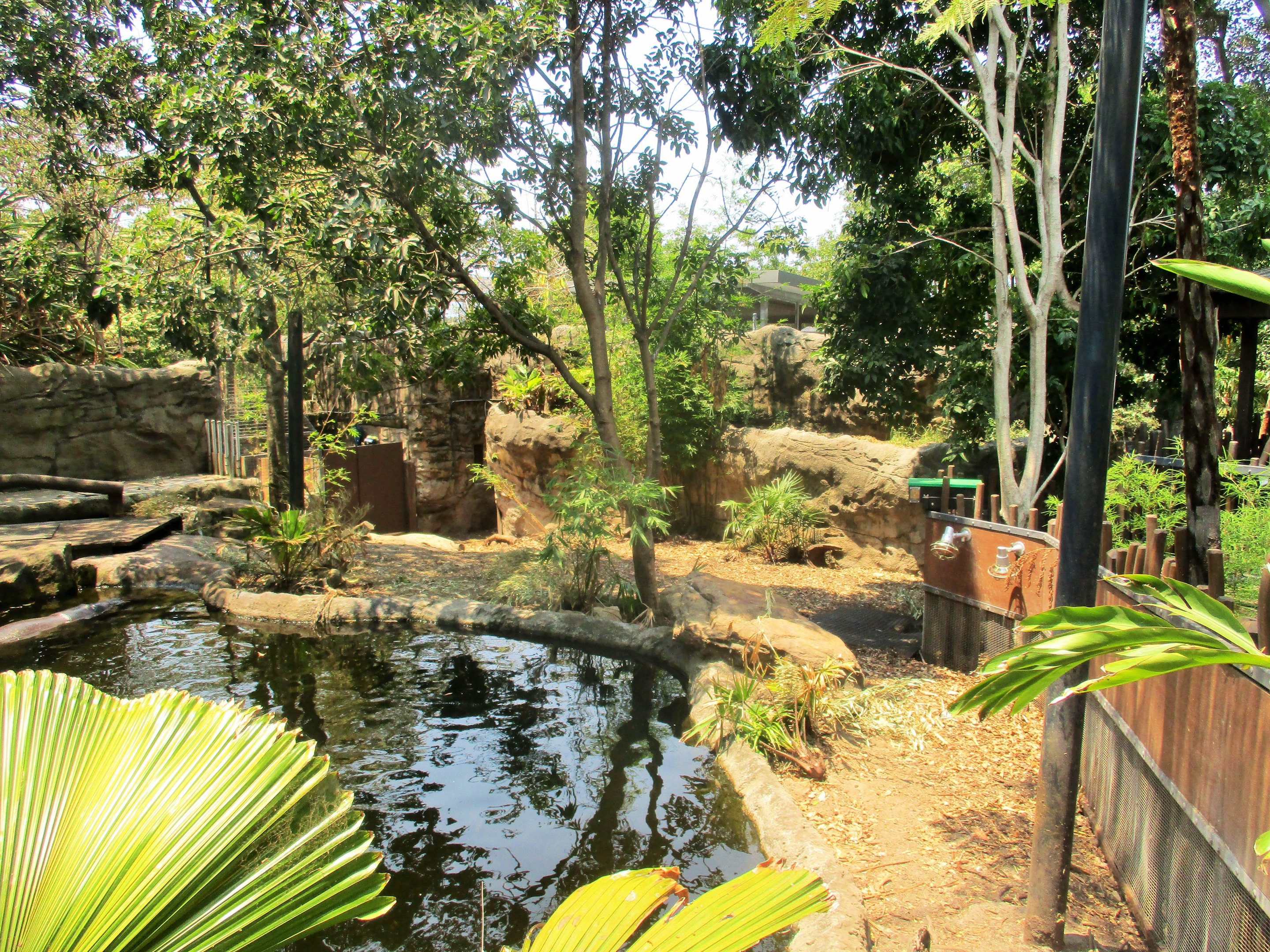 Pygmy Hippopotamus Enclosure