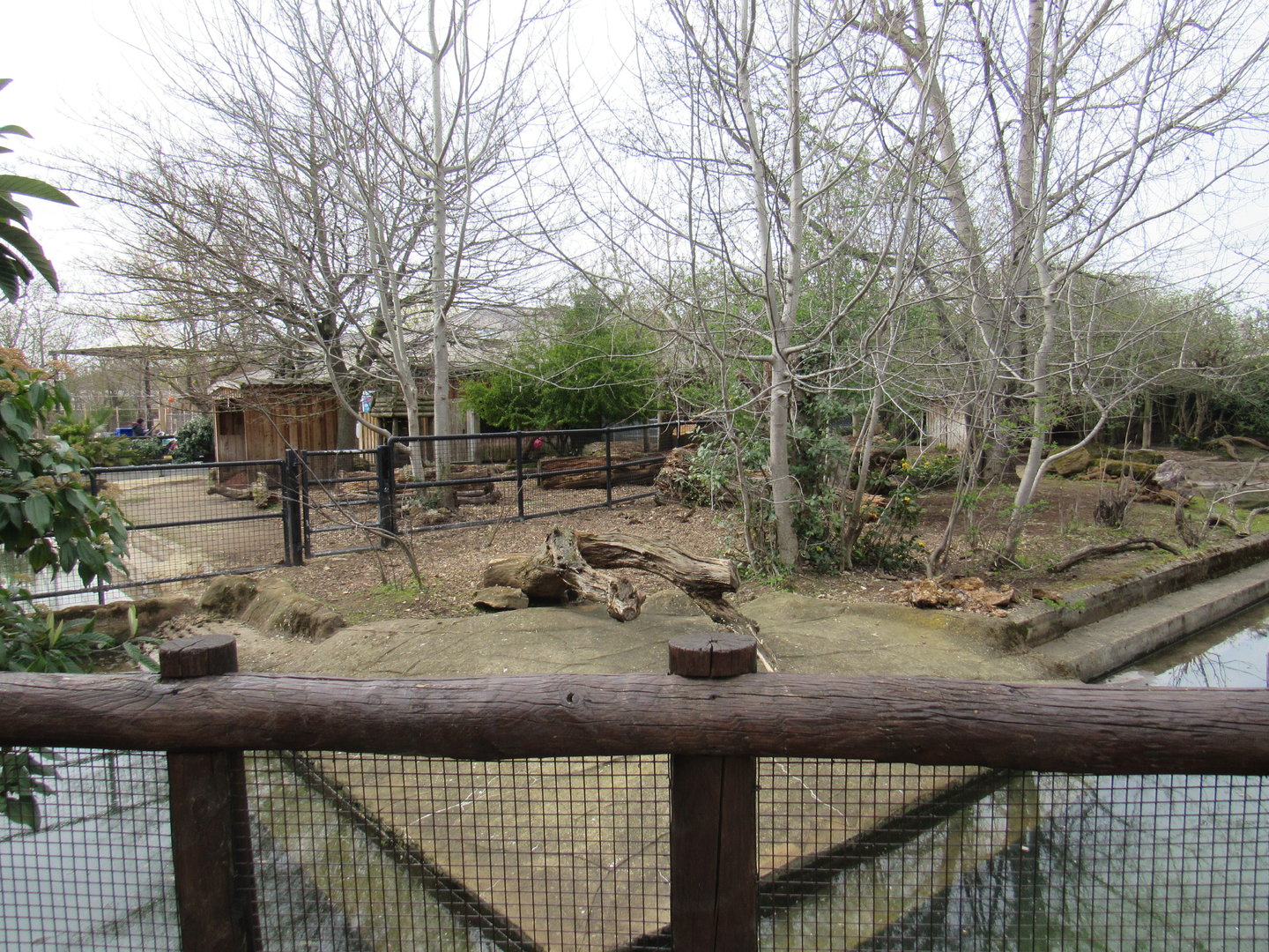 Pygmy Hippopotamus Enclosure
