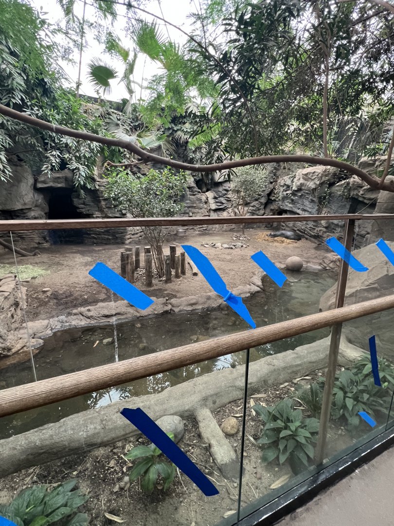 Pygmy Hippopotamus Exhibit 1