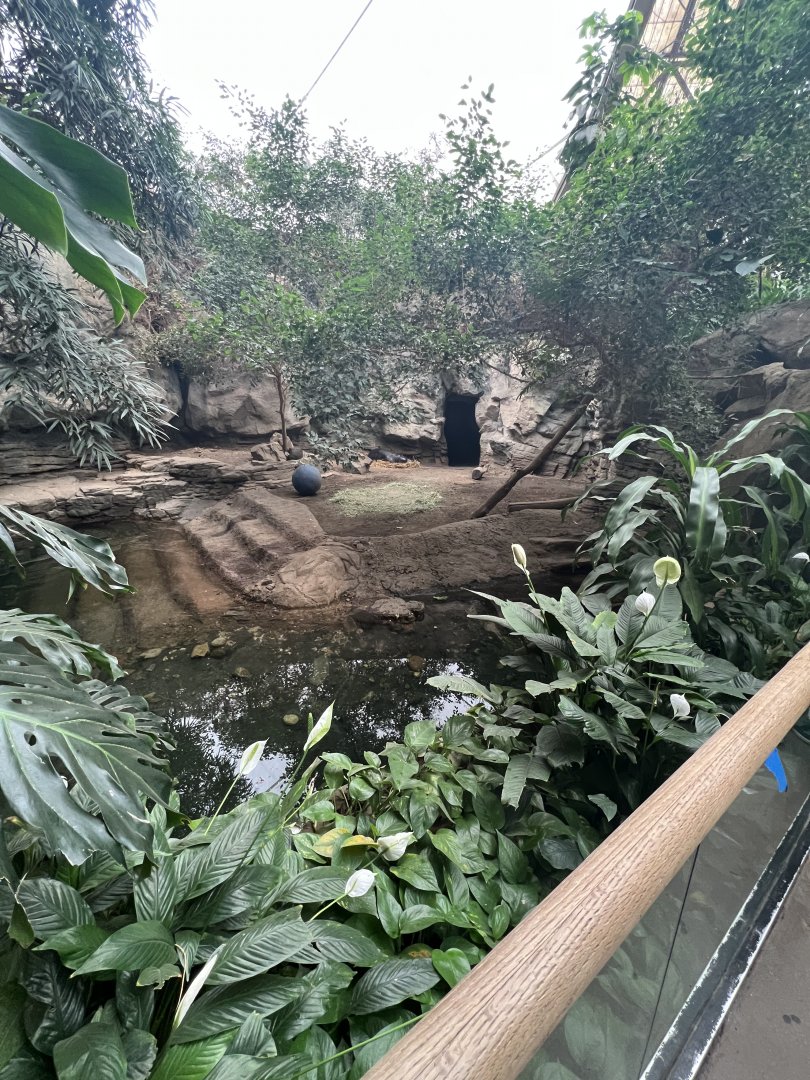 Pygmy Hippopotamus Exhibit 2