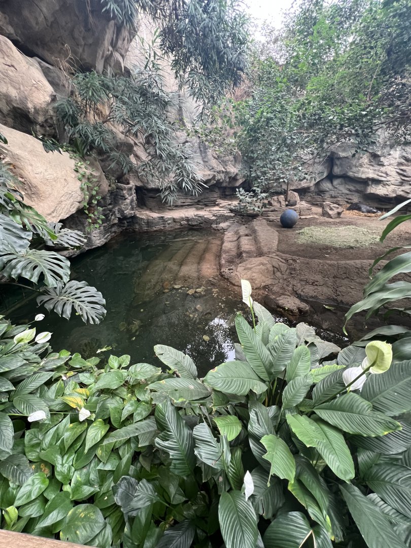 Pygmy Hippopotamus Exhibit 2