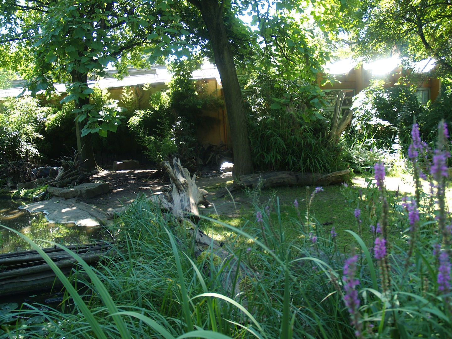 Pygmy hippopotamus exhibit, 2008-08-06