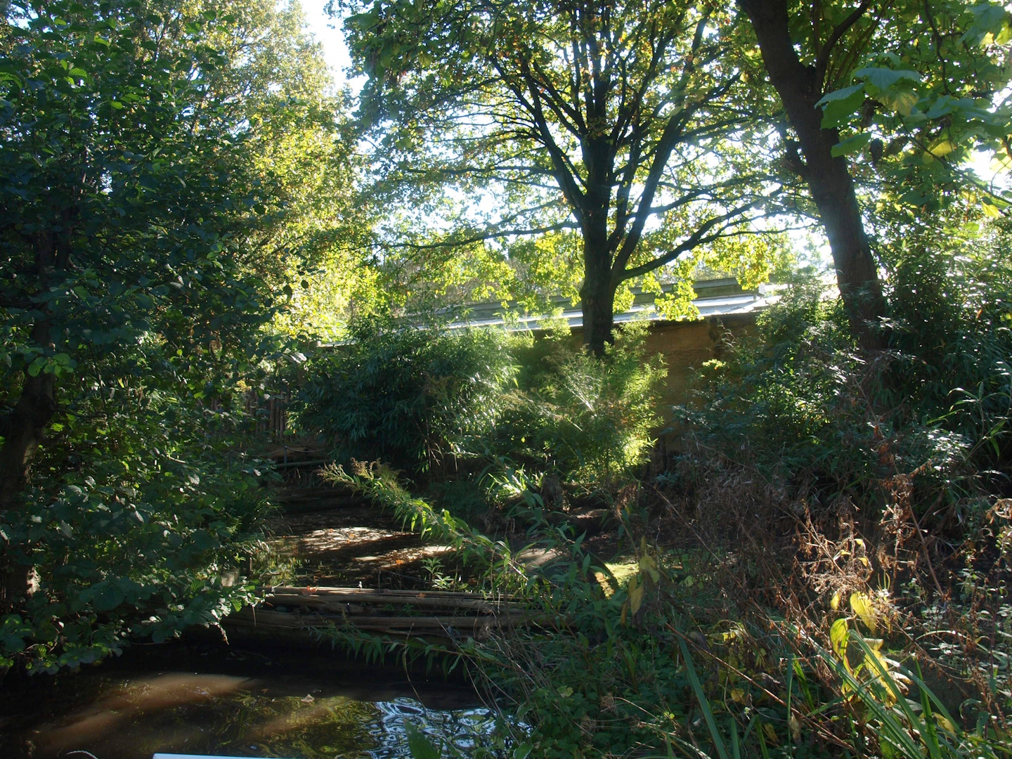 Pygmy hippopotamus exhibit, 2014-10-19