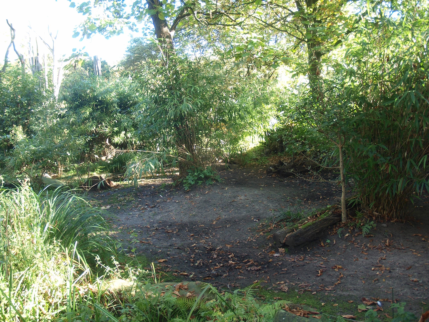 Pygmy hippopotamus exhibit, 2014-10-19