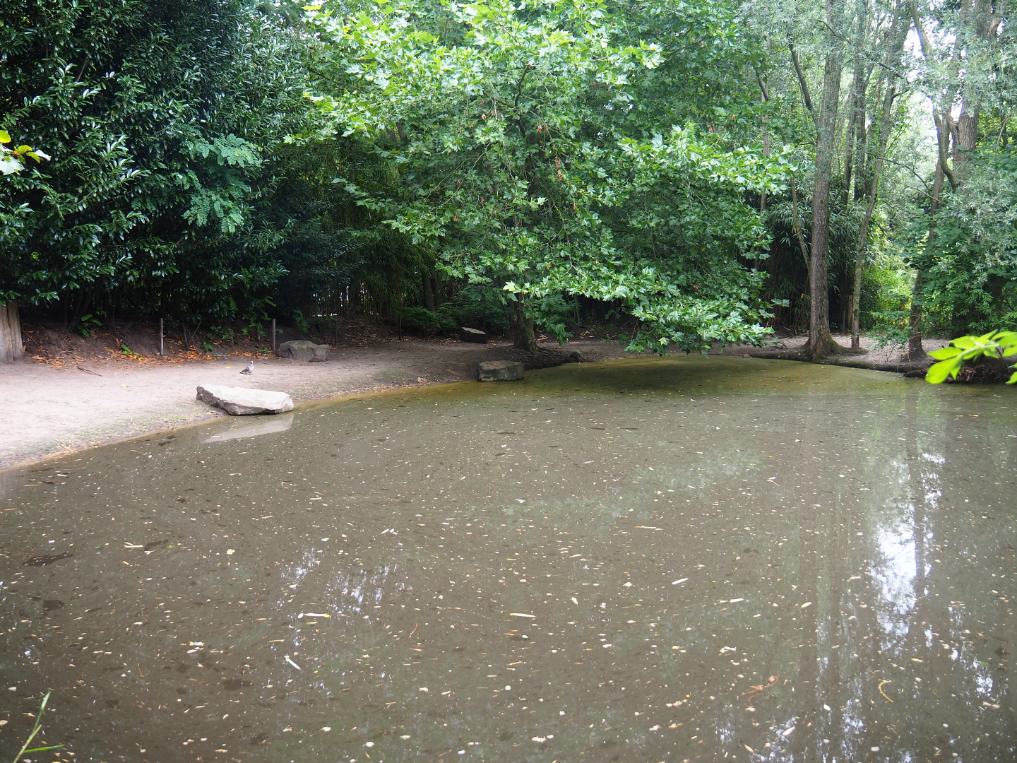 Pygmy hippopotamus exhibit, 2019-08-11