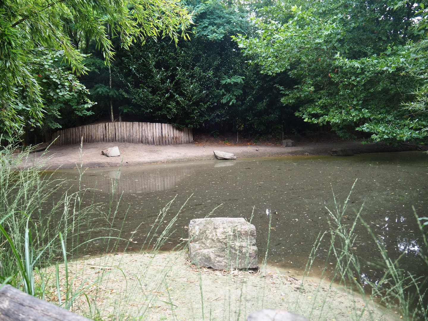 Pygmy hippopotamus exhibit, 2019-08-11