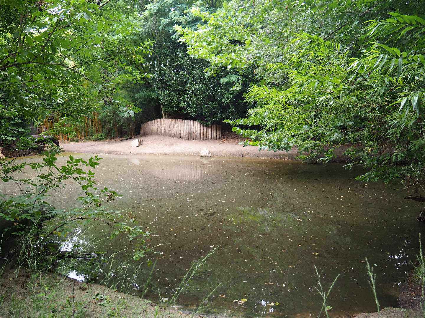 Pygmy hippopotamus exhibit, 2019-08-11