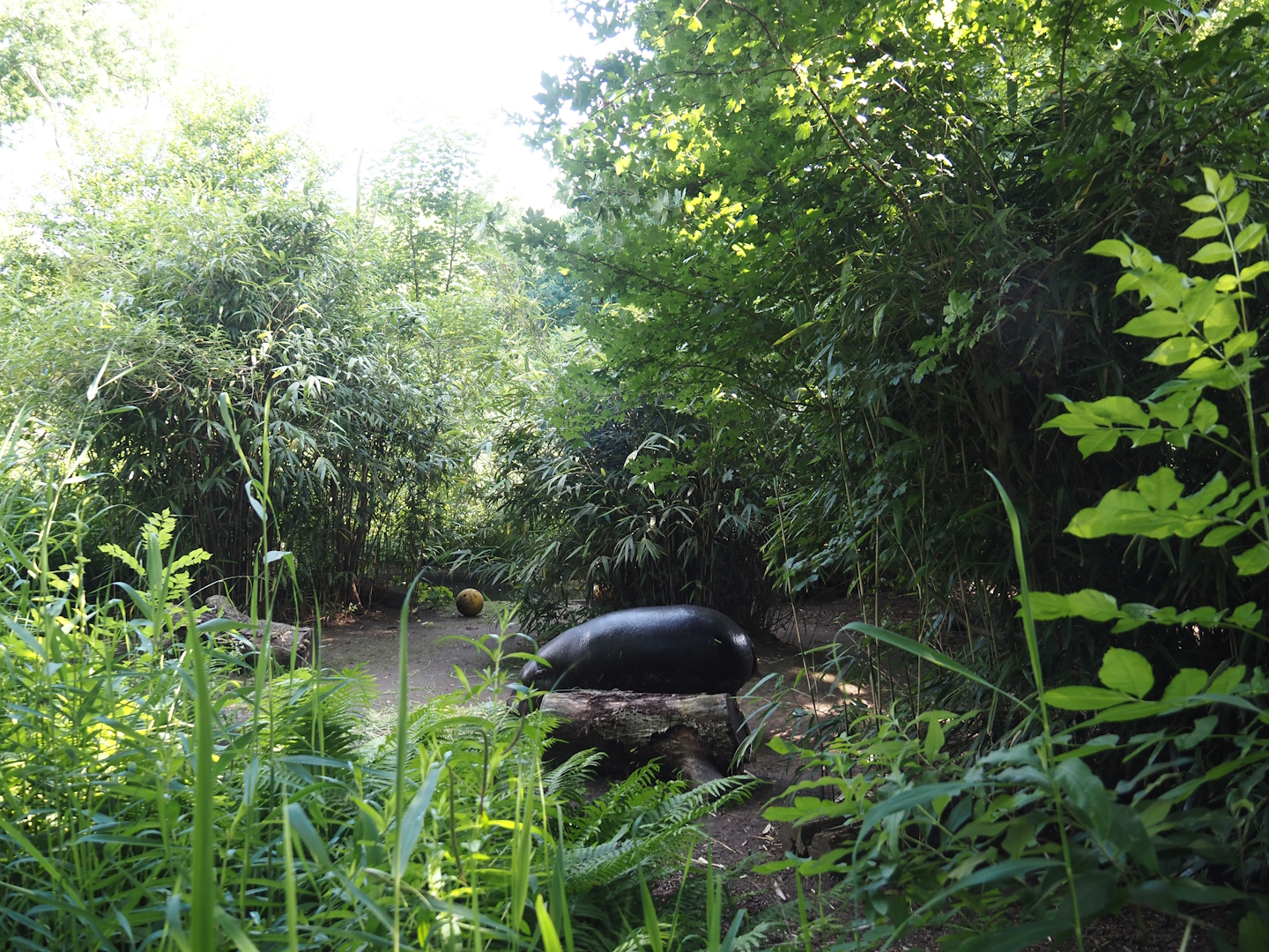 Pygmy hippopotamus exhibit, 2024-06-08