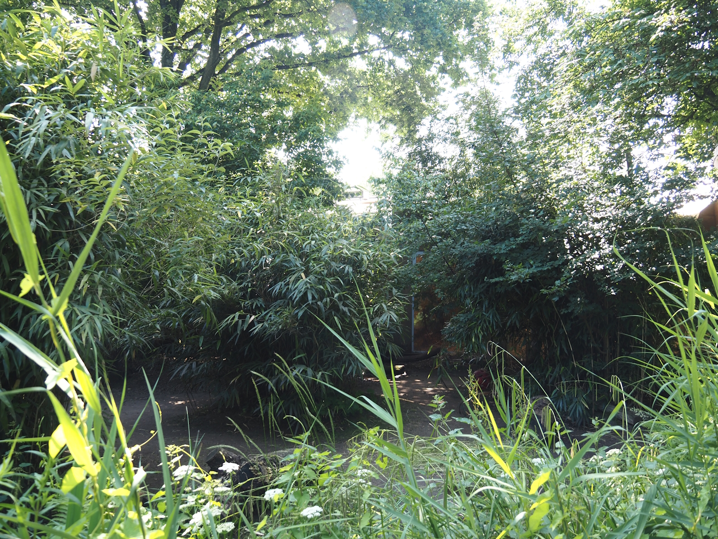 Pygmy hippopotamus exhibit, 2024-06-08