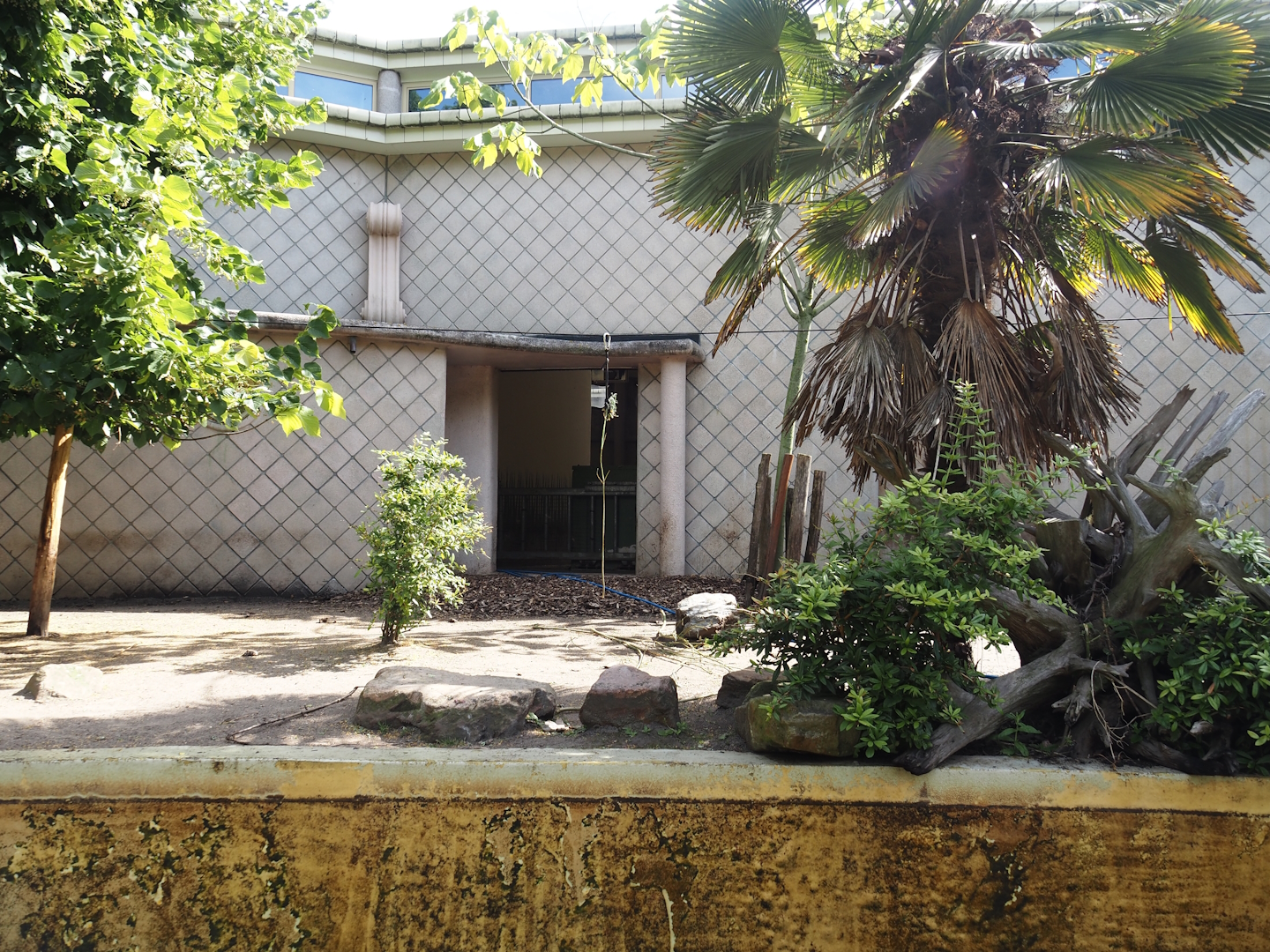 Pygmy hippopotamus exhibit, 2024-06-30