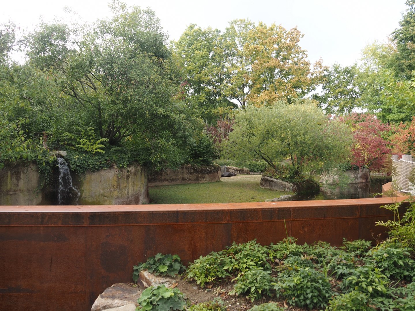 Pygmy hippopotamus exhibit, 2025-09-30