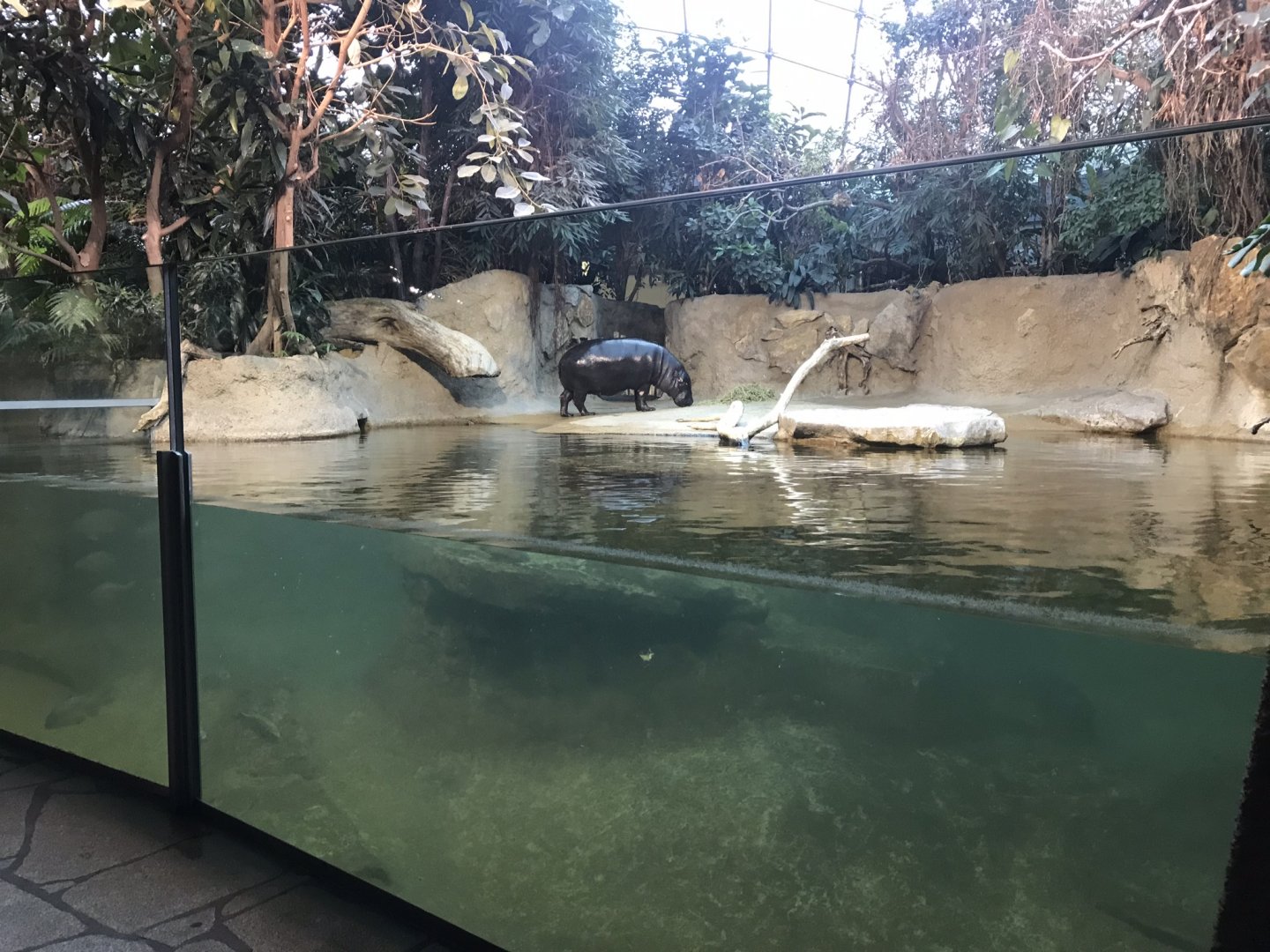 Pygmy hippopotamus exhibit 290118