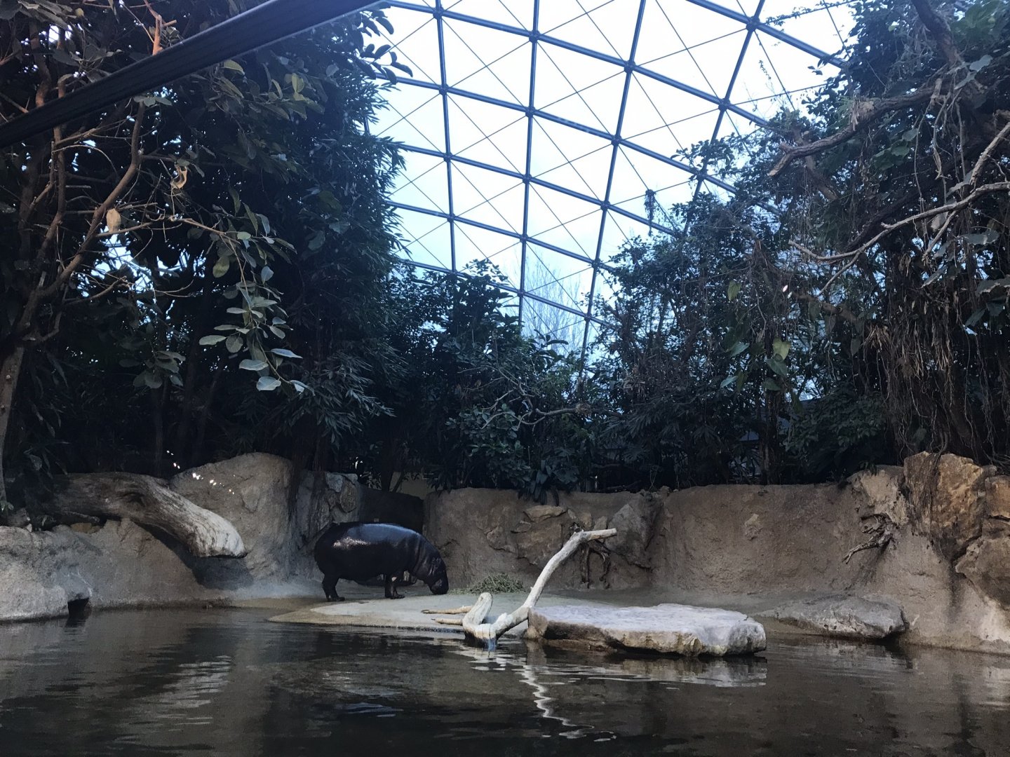 Pygmy hippopotamus exhibit 290118
